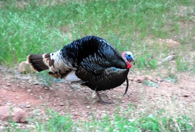 Ten Thanksgiving Turkey Trivia Tidbits
