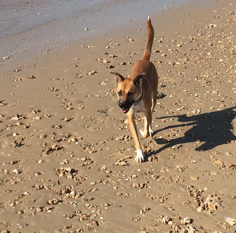 Can a Pet Help You Lose Weight? Fooducate