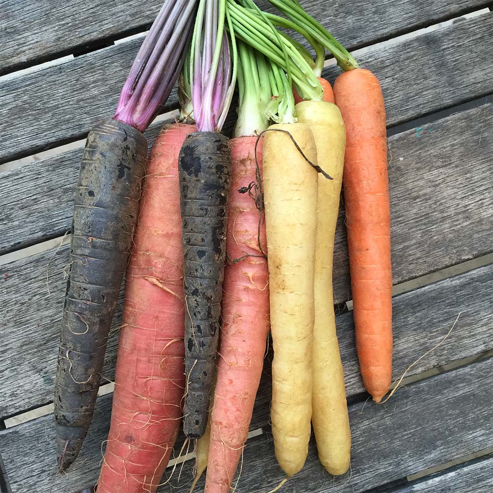 Which Came First, the Purple or the Orange Carrot? Fooducate