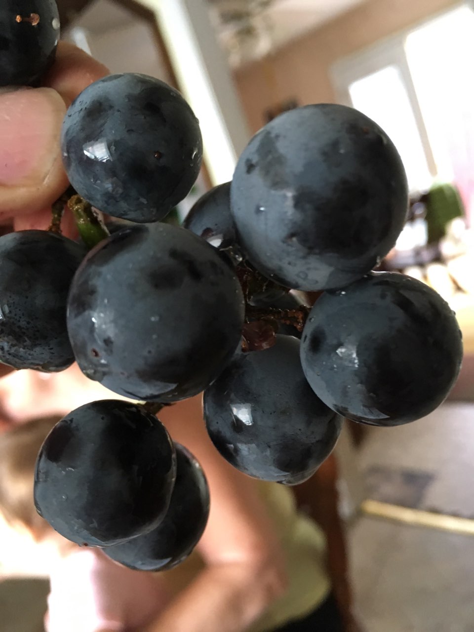 Grapes, Concord Calories, Nutrition Analysis & More Fooducate