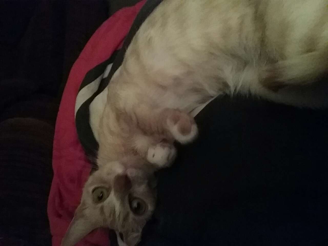 Nice to come home after a 4 mile walk for my sweet cat to curl up in my