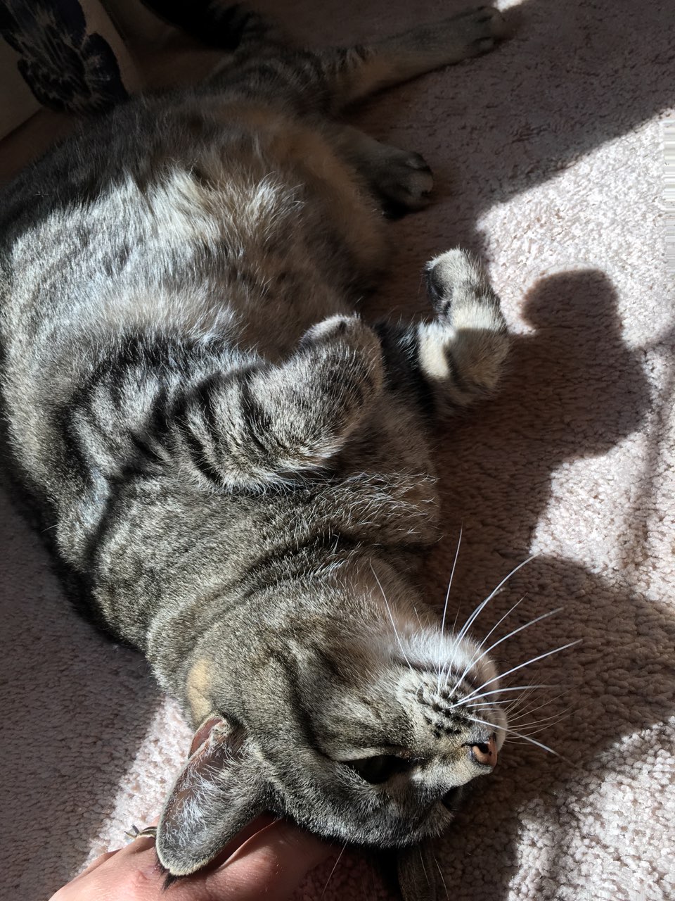 Nice to come home after a 4 mile walk for my sweet cat to curl up in my