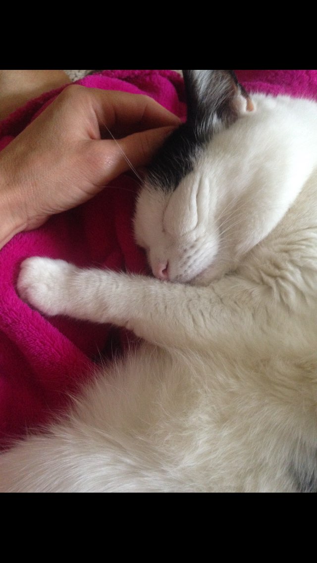 Nice to come home after a 4 mile walk for my sweet cat to curl up in my