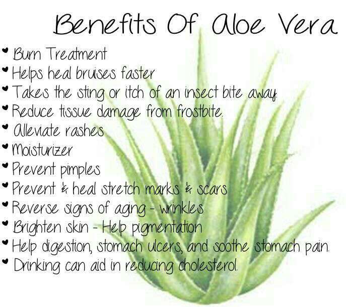 where to buy aloe plant Aloe vera Plants For Sale main image 1