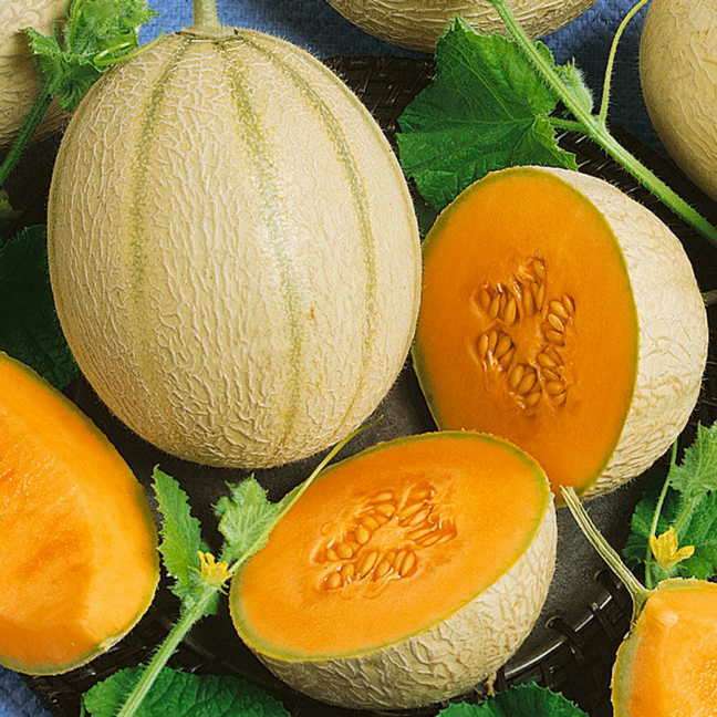 Cantaloupe Is a lowcalorie fruit that can be included in any healthy