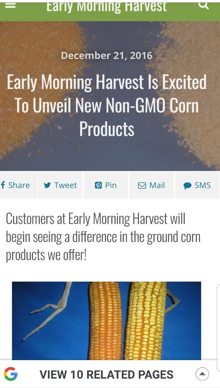 Is corn meal/maize healthy for you ?and does it contain gmo