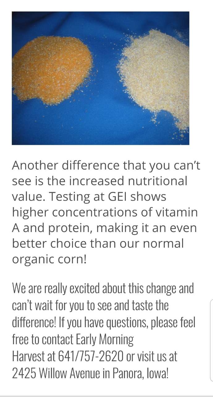 Is corn meal/maize healthy for you ?and does it contain gmo