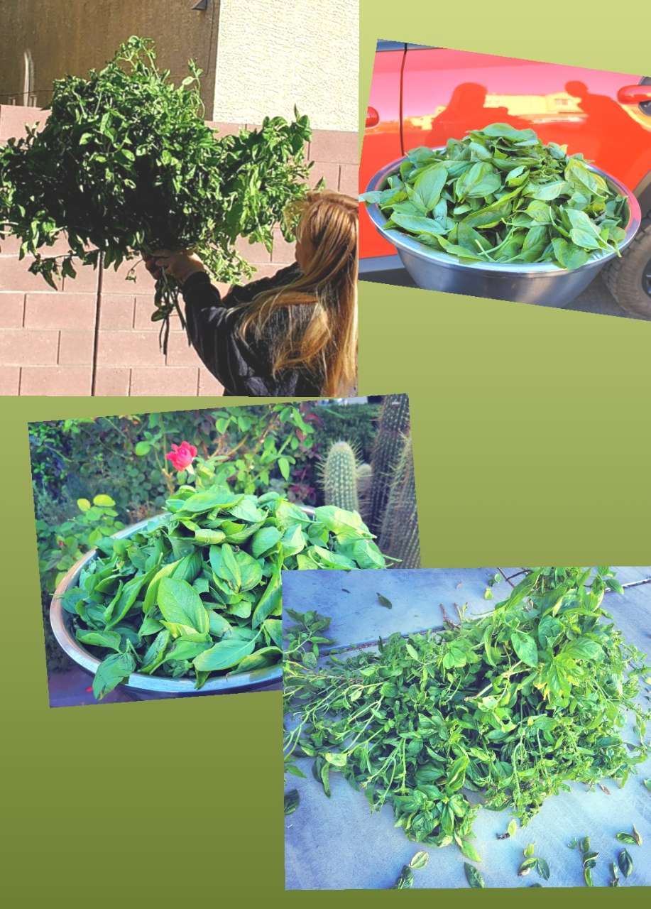 Hi @fooducate I wanted to share my basil harvest that I grow from seeds ...